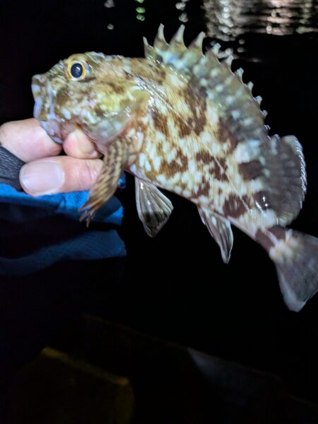 根魚