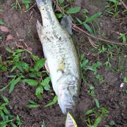 雷の合間に釣り