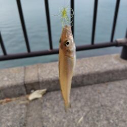 ちょい投げキス釣り