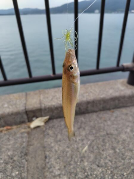 ちょい投げキス釣り