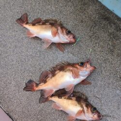 念願の沖メバル