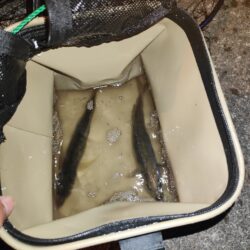 シーバス狙いから鯵狙い