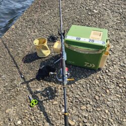 キス釣り　キスを泳がせてみた。