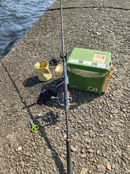 キス釣り　キスを泳がせてみた。