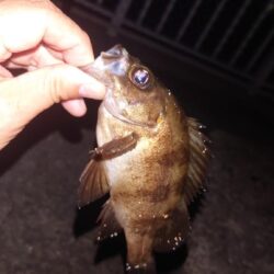 電気ウキ釣り 16
