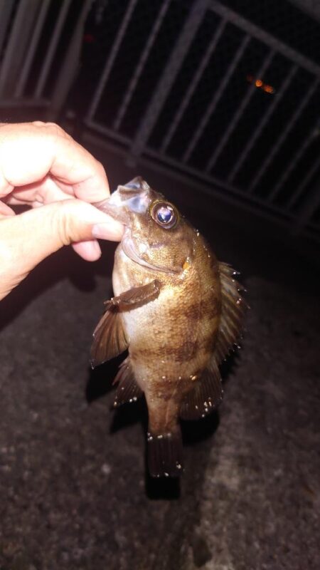 電気ウキ釣り 16
