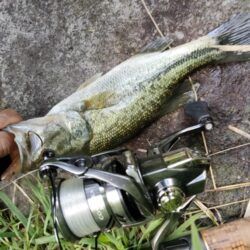 野池でバス釣り