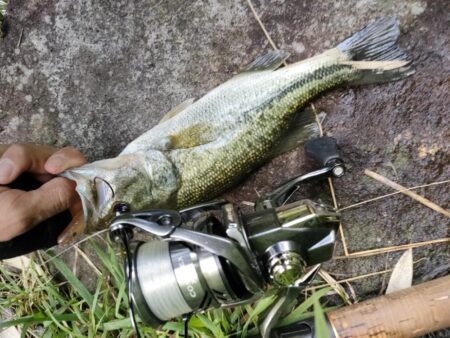 野池でバス釣り