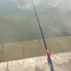 ひさびさの鯉釣り