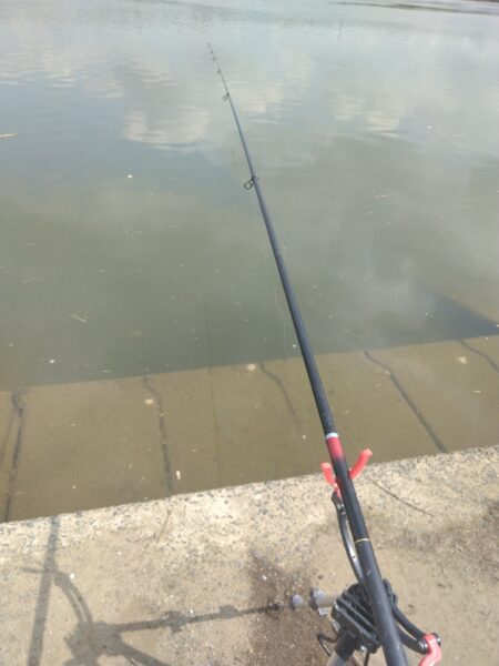 ひさびさの鯉釣り