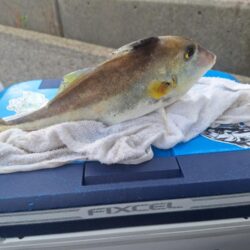 キス釣り