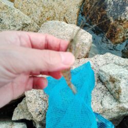 エビ釣り