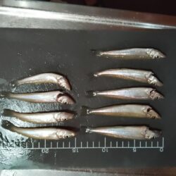 シロギス