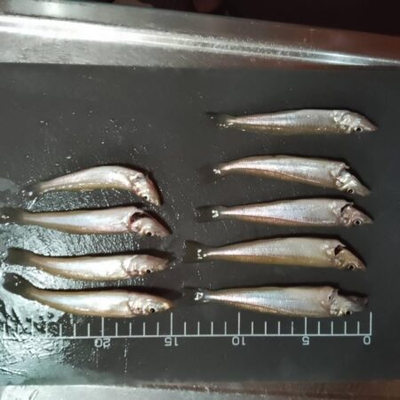 シロギス