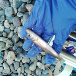 ピンキス釣り