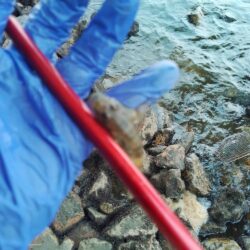 エビ釣り〜まだまだ