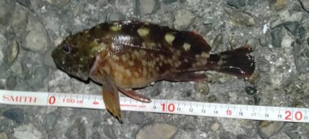 ガシラッシュ