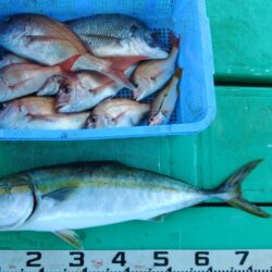 泉州丸　釣果