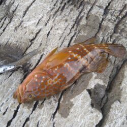 初夏の釣り