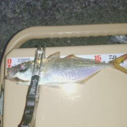 久しぶりのフロートアジング🎣