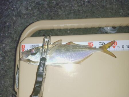 久しぶりのフロートアジング🎣