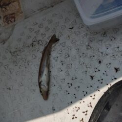 真夏のキス釣り修行