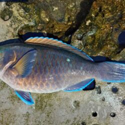 和歌山市江(吉丸渡船)でグレ釣り