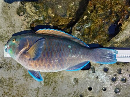 和歌山市江(吉丸渡船)でグレ釣り