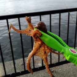 タコキス