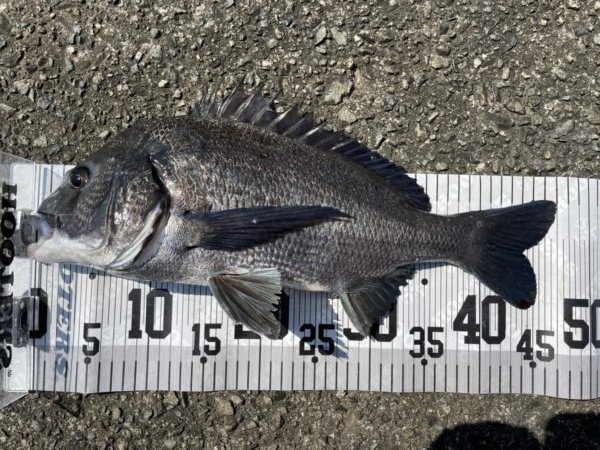イチノ兄弟、釣果！