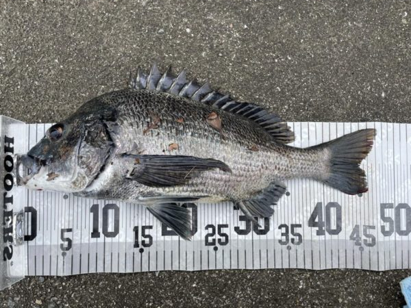 イチノ兄弟、釣果！