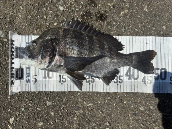 イチノ兄弟、釣果！