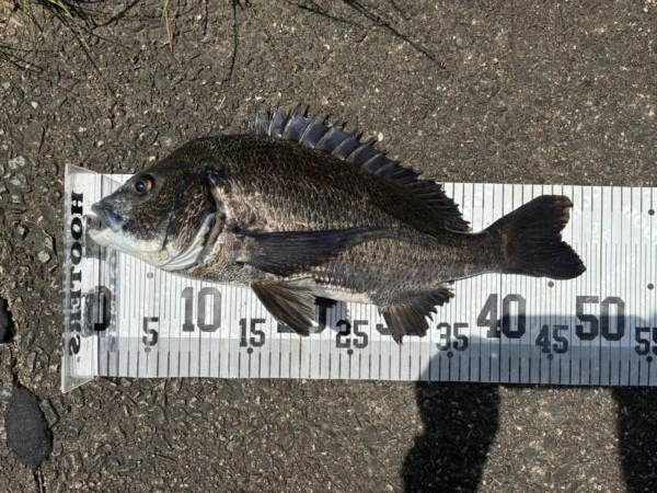 イチノ兄弟、釣果！