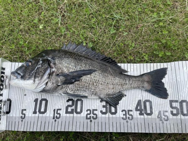 イチノ兄弟、釣果!