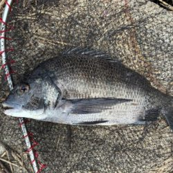 イチノ兄弟、釣果！
