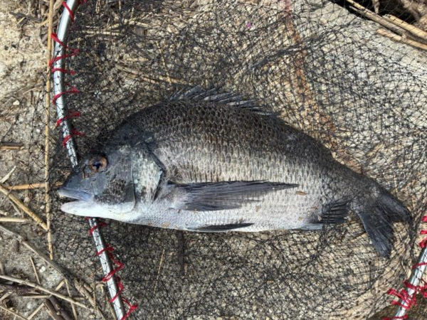 イチノ兄弟、釣果！