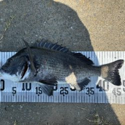 イチノ兄弟、釣果！