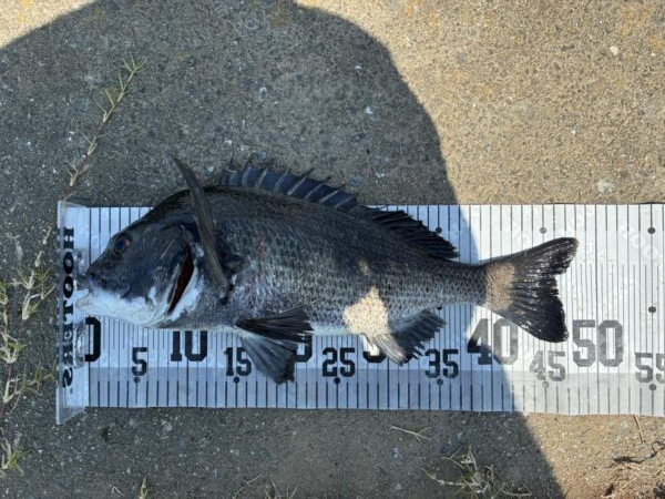 イチノ兄弟、釣果！