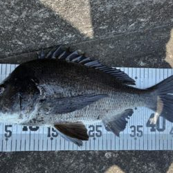 イチノ兄弟、釣果！