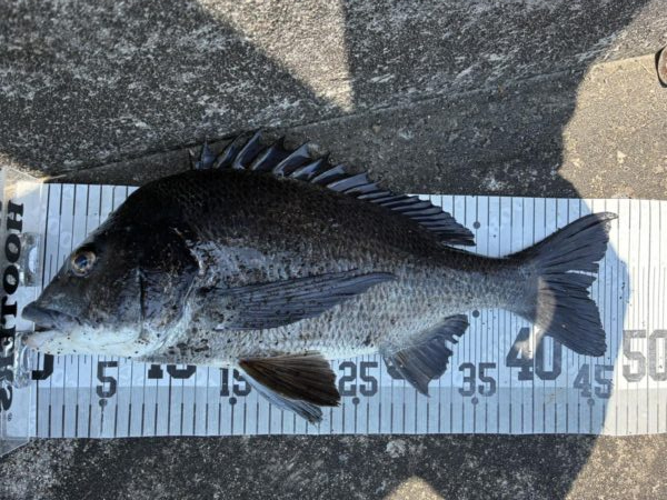イチノ兄弟、釣果！