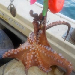 タコ第3戦〜盛和丸・数は少ないけれど良型〜