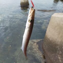 キジハタ釣れてます