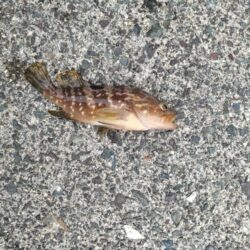久しぶりの好釣果
