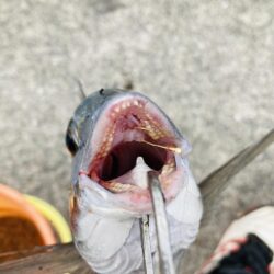 紀州釣り