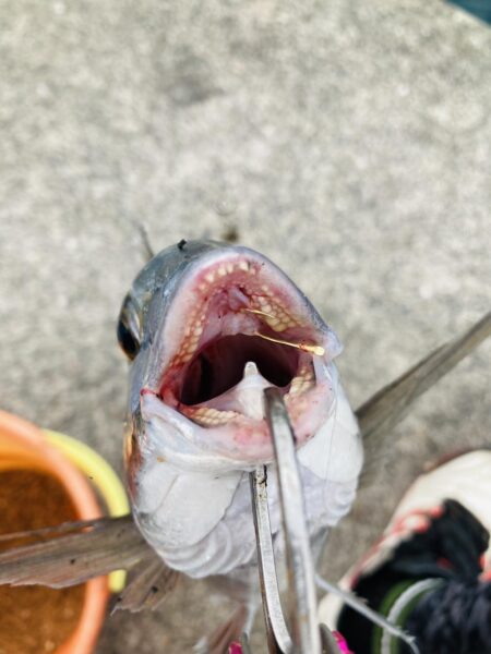 紀州釣り