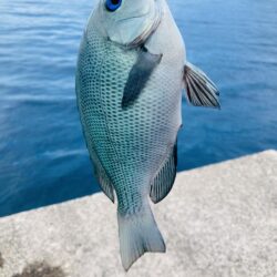 紀州釣り