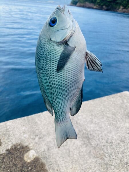 紀州釣り