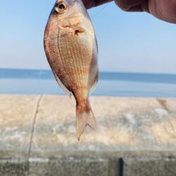 グレは裏切らない2