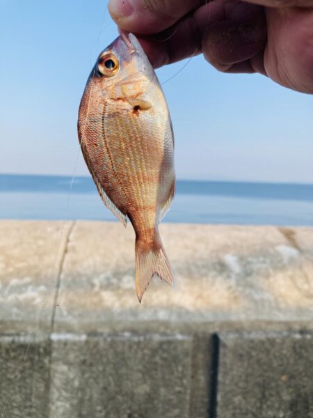 グレは裏切らない2