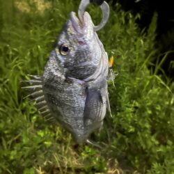 大分川　釣行